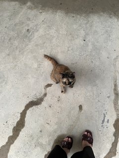 Tabby - Tortoiseshell + Domestic Medium Hair Cat