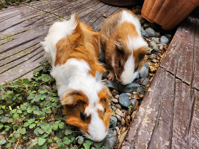 Lovely Guinea Pig - Guinea Pig Small & Furry