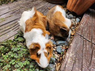 Lovely Guinea Pig - Guinea Pig Small & Furry