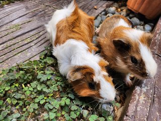 Lovely Guinea Pig - Guinea Pig Small & Furry