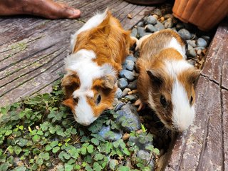 Lovely Guinea Pig - Guinea Pig Small & Furry