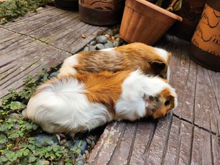 Lovely Guinea Pig - Guinea Pig Small & Furry