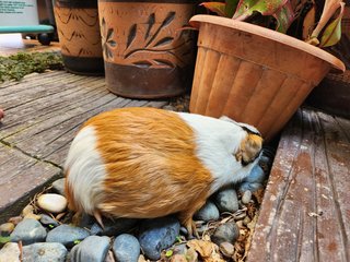 Lovely Guinea Pig - Guinea Pig Small & Furry