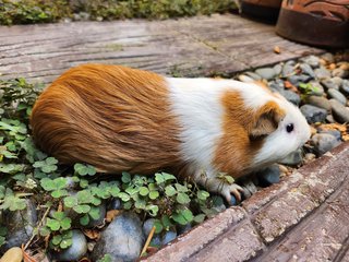 Lovely Guinea Pig - Guinea Pig Small & Furry