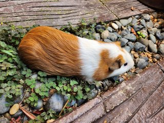 Lovely Guinea Pig - Guinea Pig Small & Furry