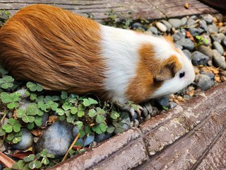 Lovely Guinea Pig - Guinea Pig Small & Furry