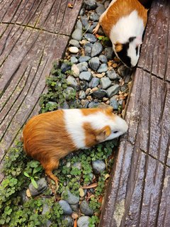 Lovely Guinea Pig - Guinea Pig Small & Furry