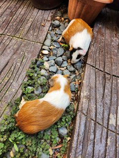 Lovely Guinea Pig - Guinea Pig Small & Furry