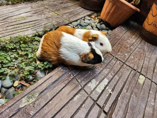 Lovely Guinea Pig - Guinea Pig Small & Furry