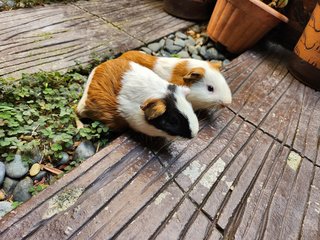 Lovely Guinea Pig - Guinea Pig Small & Furry