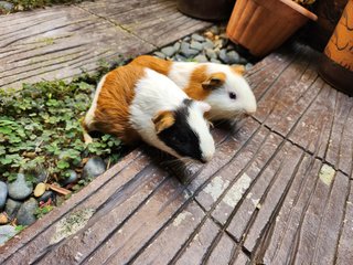 Lovely Guinea Pig - Guinea Pig Small & Furry