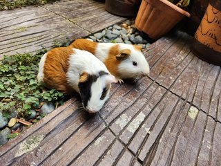 Lovely Guinea Pig - Guinea Pig Small & Furry