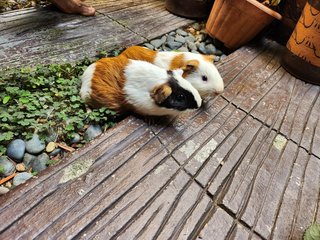 Lovely Guinea Pig - Guinea Pig Small & Furry