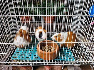 Lovely Guinea Pig - Guinea Pig Small & Furry