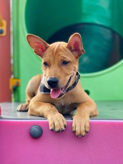 Barney - Mixed Breed Dog