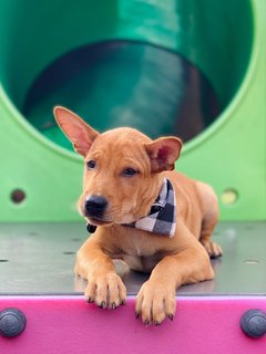 Barney - Mixed Breed Dog