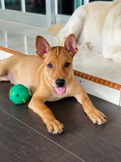 Barney - Mixed Breed Dog