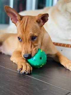 Barney - Mixed Breed Dog