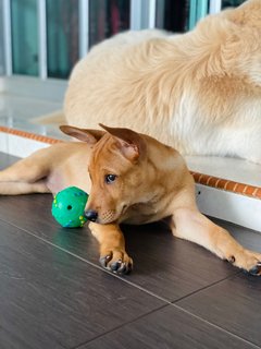 Barney - Mixed Breed Dog