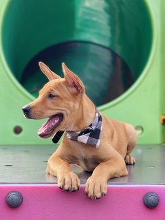 Barney - Mixed Breed Dog