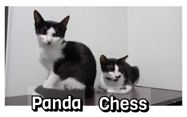 Panda &amp; Chess - Domestic Short Hair Cat