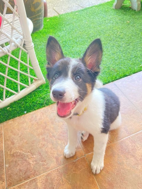 Luna - Border Collie Mix Dog