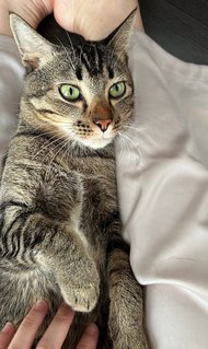 Jey - Domestic Short Hair Cat