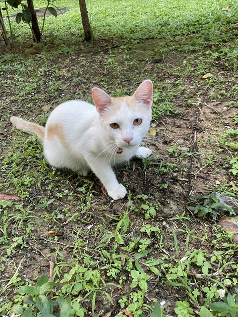 Charlie  - Domestic Medium Hair Cat