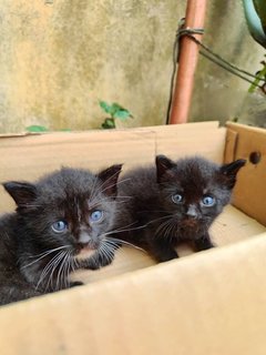 Starry Blackie - Domestic Medium Hair Cat