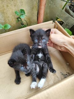 Starry Blackie - Domestic Medium Hair Cat