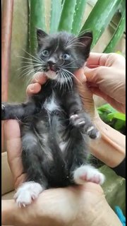 Starry Blackie - Domestic Medium Hair Cat