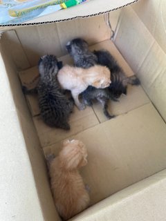 5 Kitties - Domestic Short Hair Cat