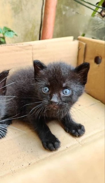 Blackie - Domestic Medium Hair Cat