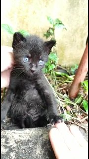 Blackie - Domestic Medium Hair Cat