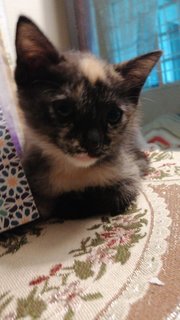 Tortie  - Domestic Medium Hair Cat