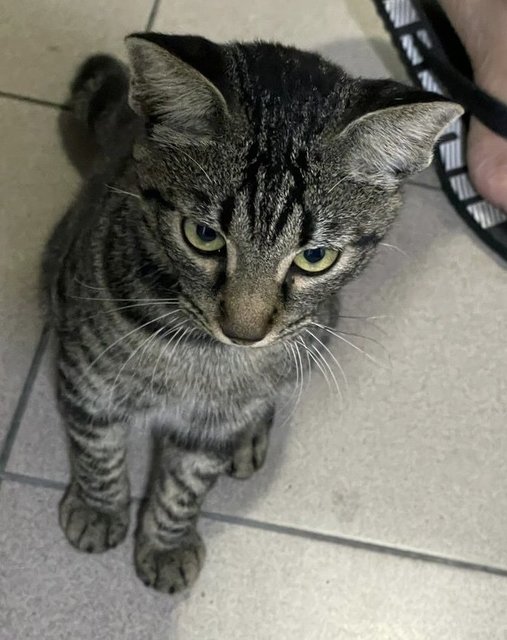 Handsome - Domestic Short Hair Cat