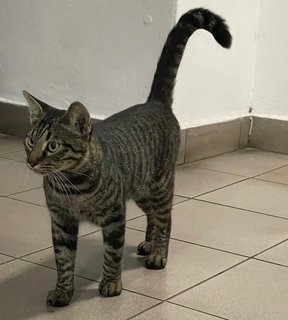 Handsome - Domestic Short Hair Cat