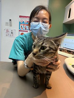 Handsome - Domestic Short Hair Cat