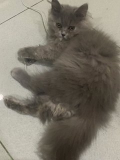 Melody - Persian + British Shorthair Cat