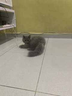 Melody - Persian + British Shorthair Cat