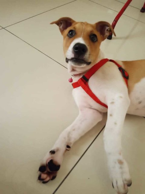 Finn - Mixed Breed Dog