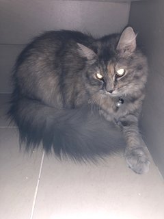 PF126317 - Maine Coon + Himalayan Cat