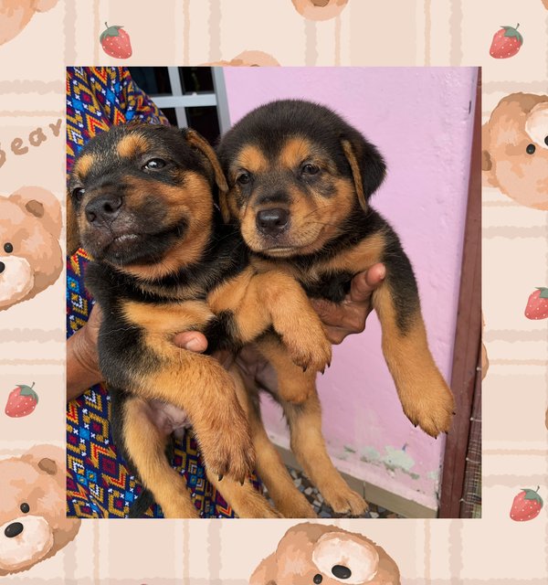 Twinnie - Rottweiler Mix Dog