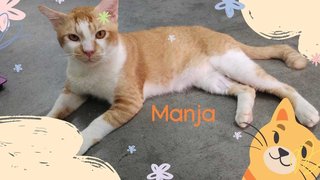 Manja - Domestic Short Hair Cat