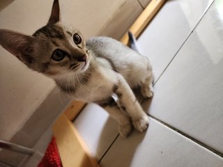 Need Love - Domestic Medium Hair + Domestic Short Hair Cat