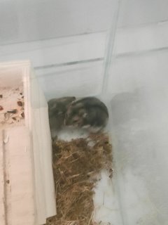 Summer - Syrian / Golden Hamster Hamster