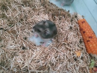 Summer - Syrian / Golden Hamster Hamster