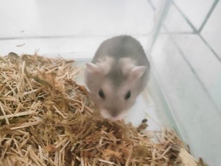 Summer - Syrian / Golden Hamster Hamster