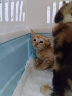 Orange With His Sister - Domestic Medium Hair Cat