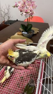 Tweety - Cockatiel Bird